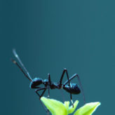 Ants Nature