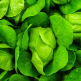 Fresh food lettuce